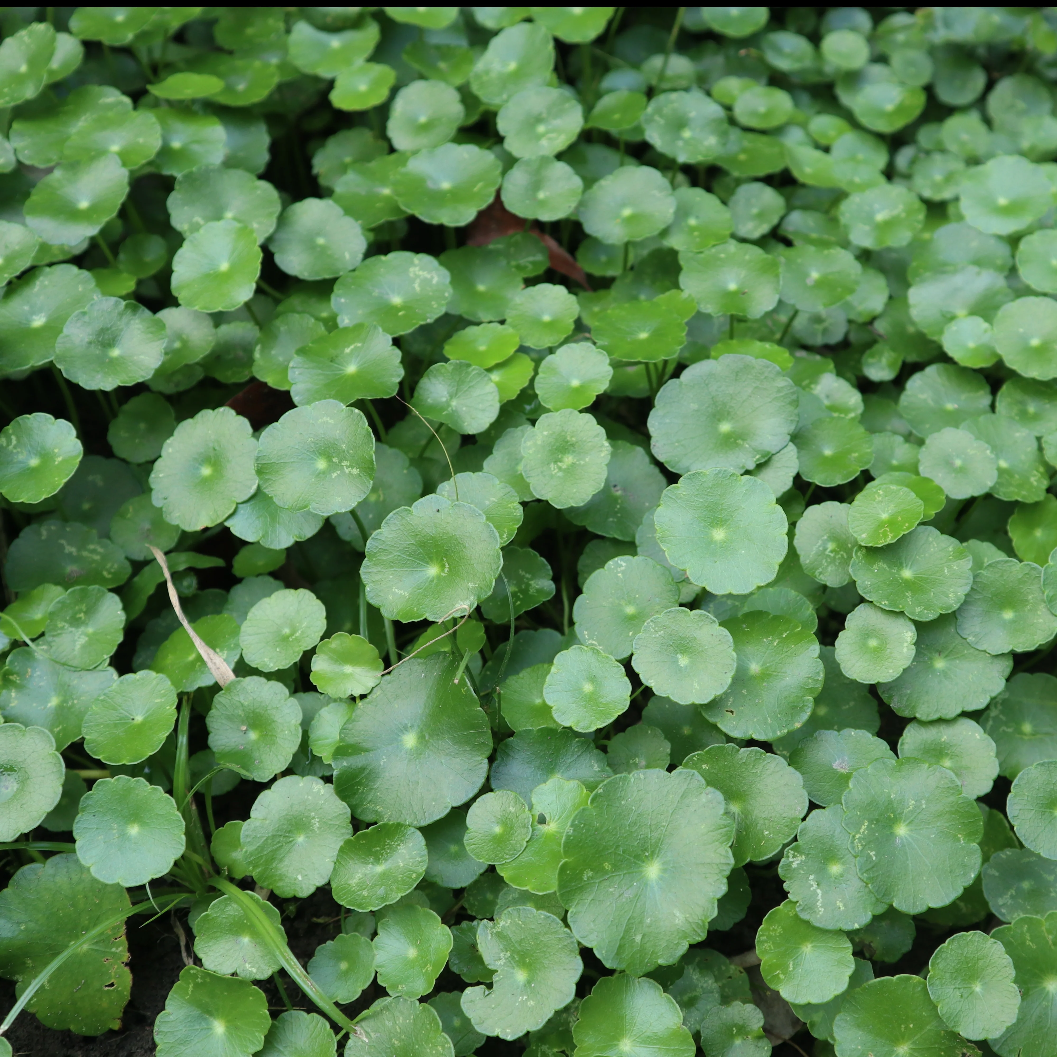 Ecuelle d'eau Herbe aux patagons