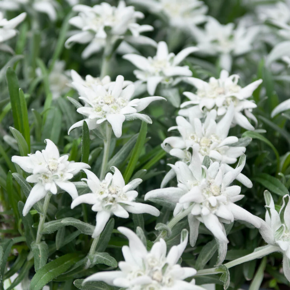 Edelweiss des Alpes