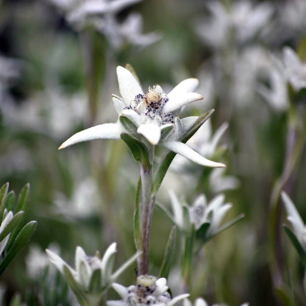 Edelweiss des Alpes - Image 2