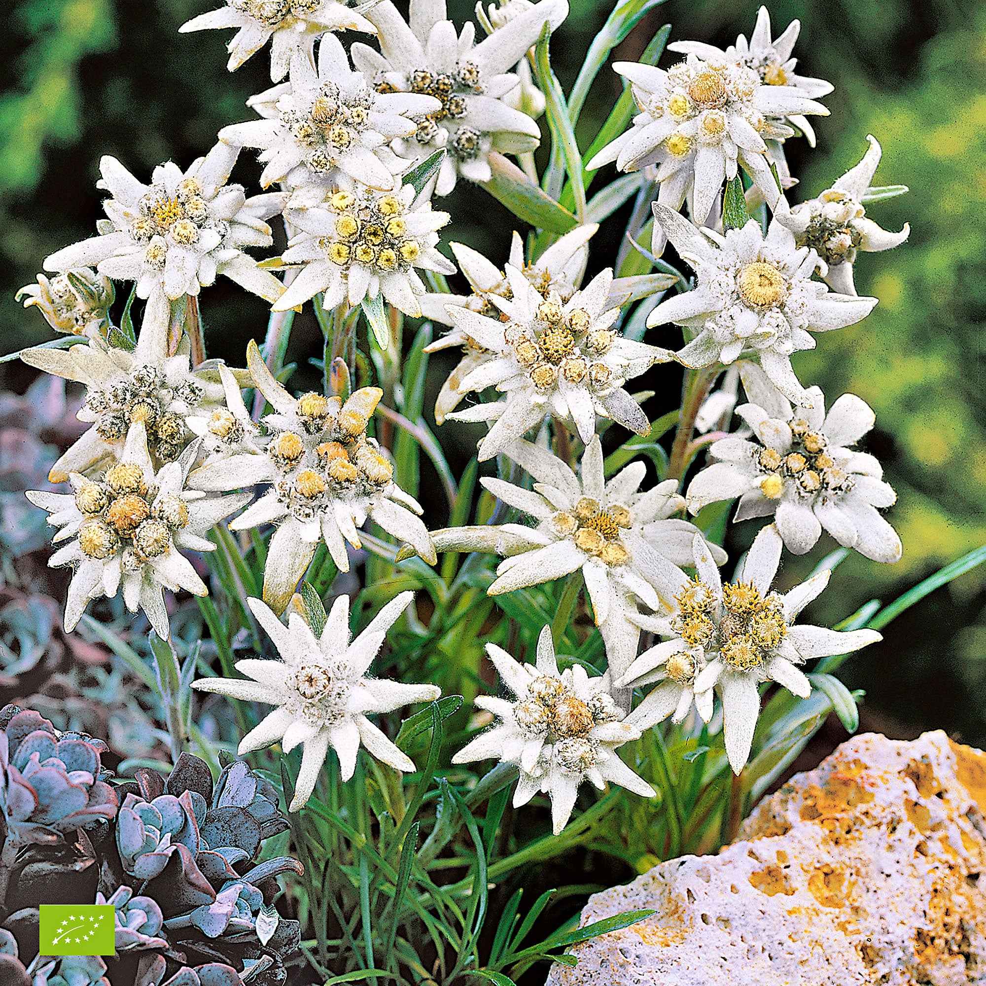 Edelweiss des Alpes - Image 3