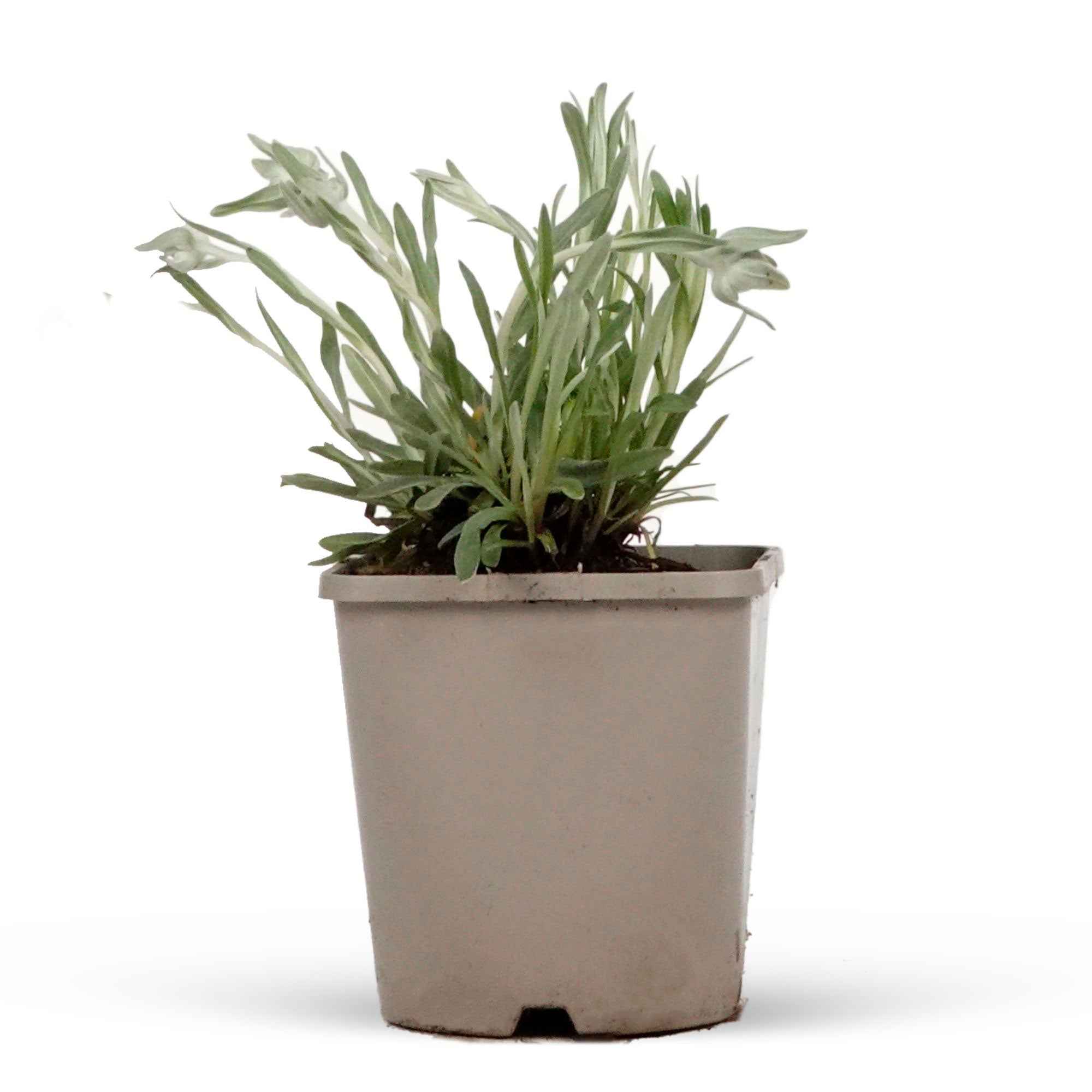 Edelweiss des Alpes - Image 4