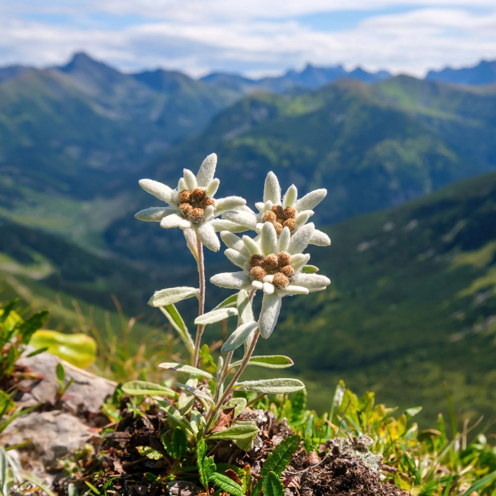 Edelweiss des Alpes - Image 5
