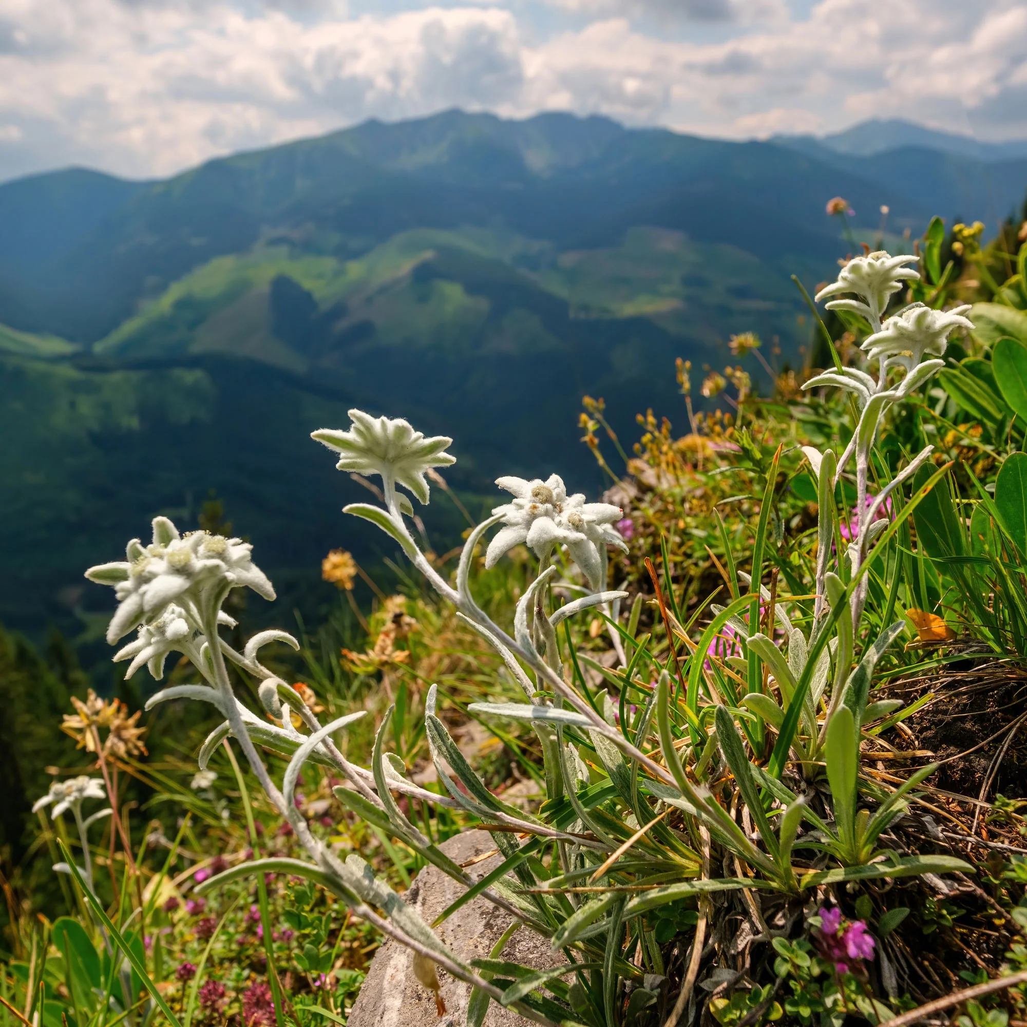 Edelweiss des Alpes - Image 6