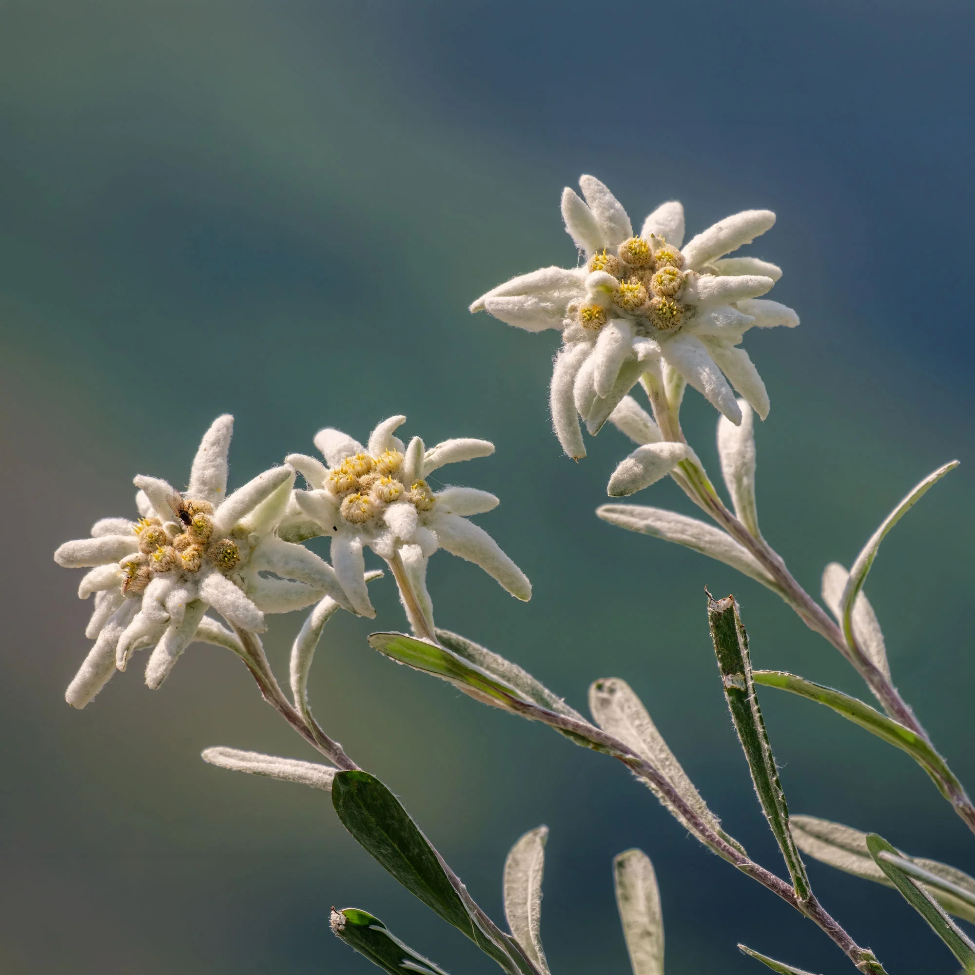 Edelweiss des Alpes - Image 7