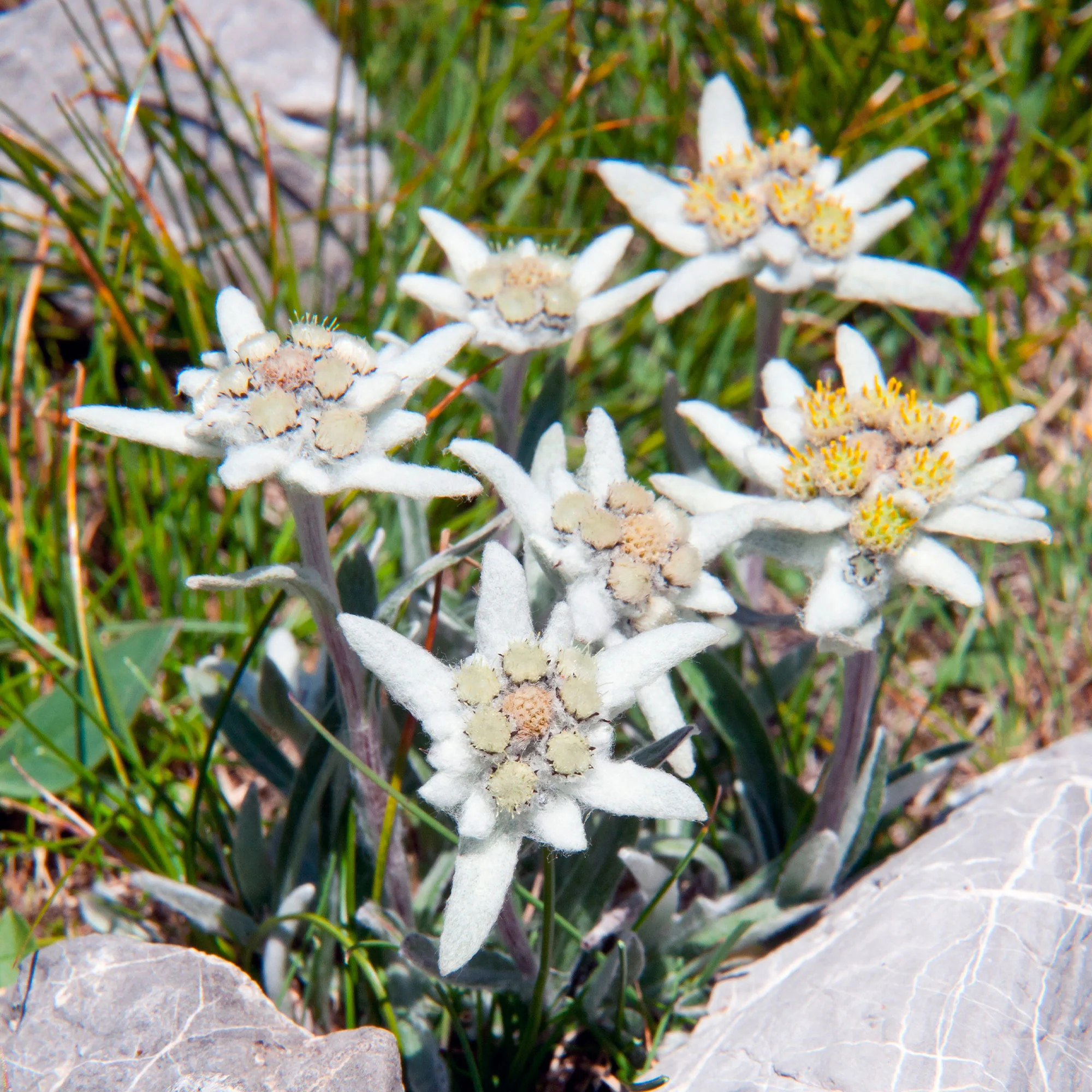 Edelweiss des Alpes - Image 8