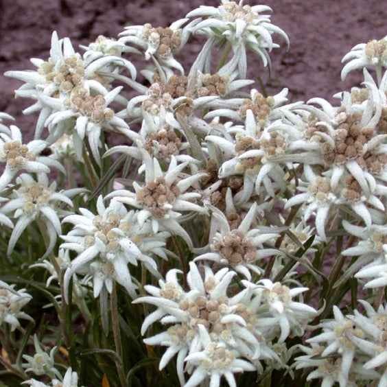 Edelweiss vivace - Image 4