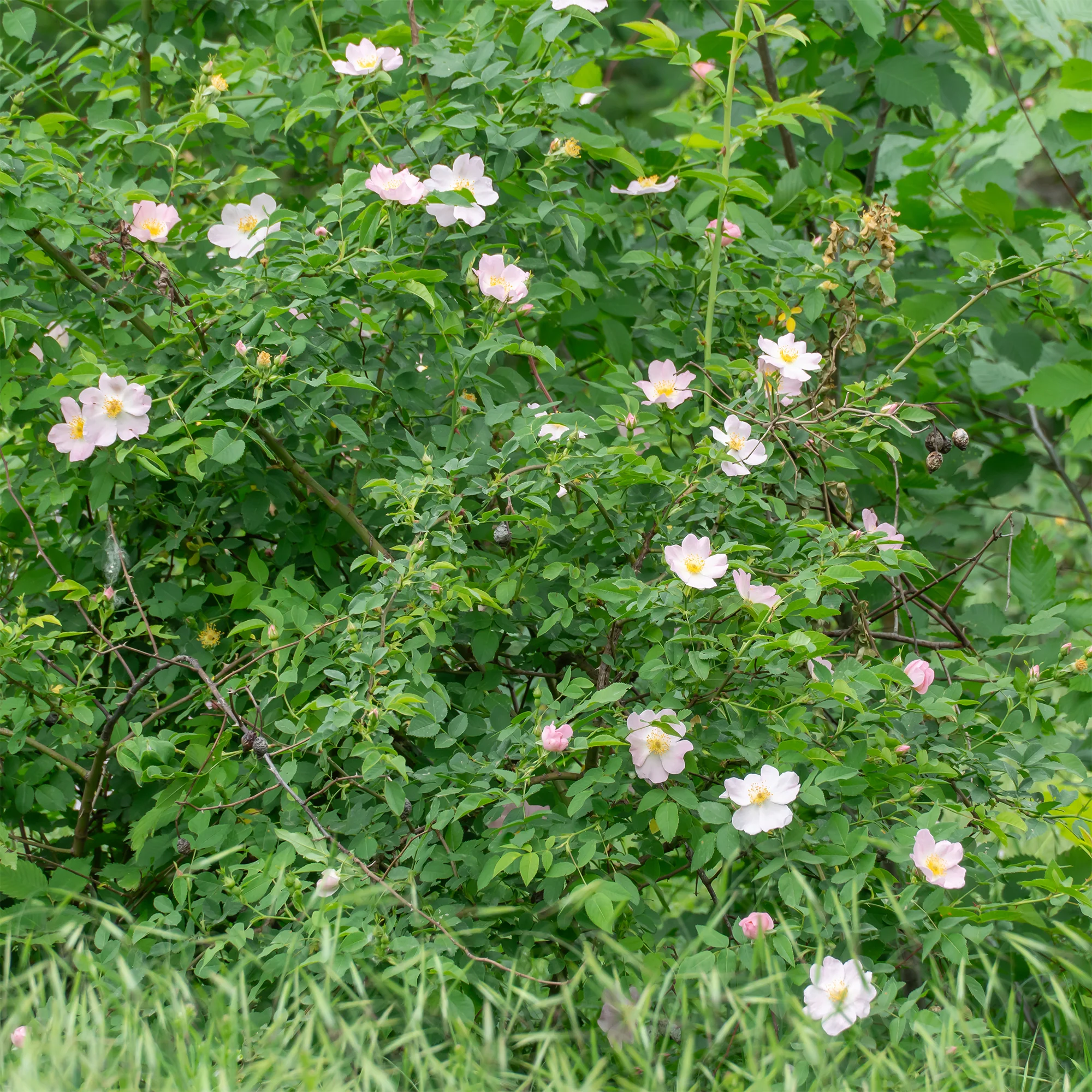 Eglantier odorant - Image 5