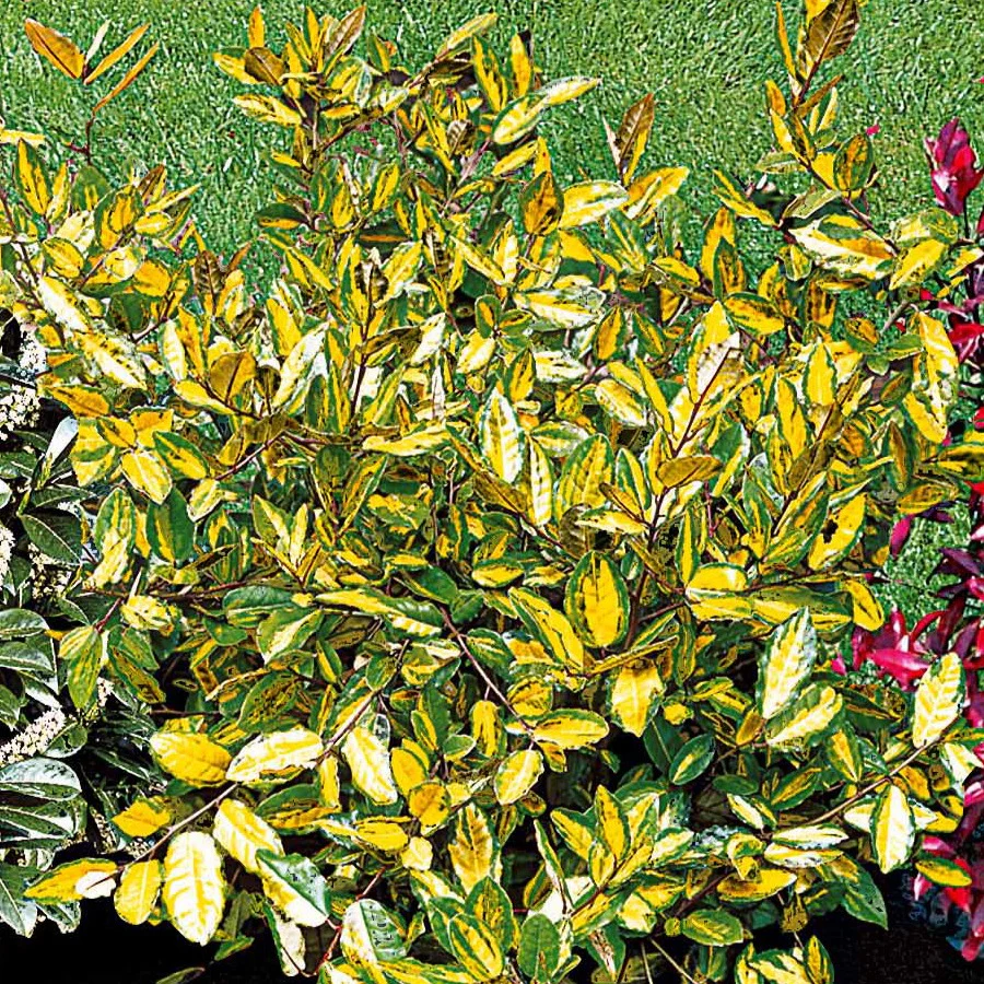 Eleagnus Pungens maculata - Image 2