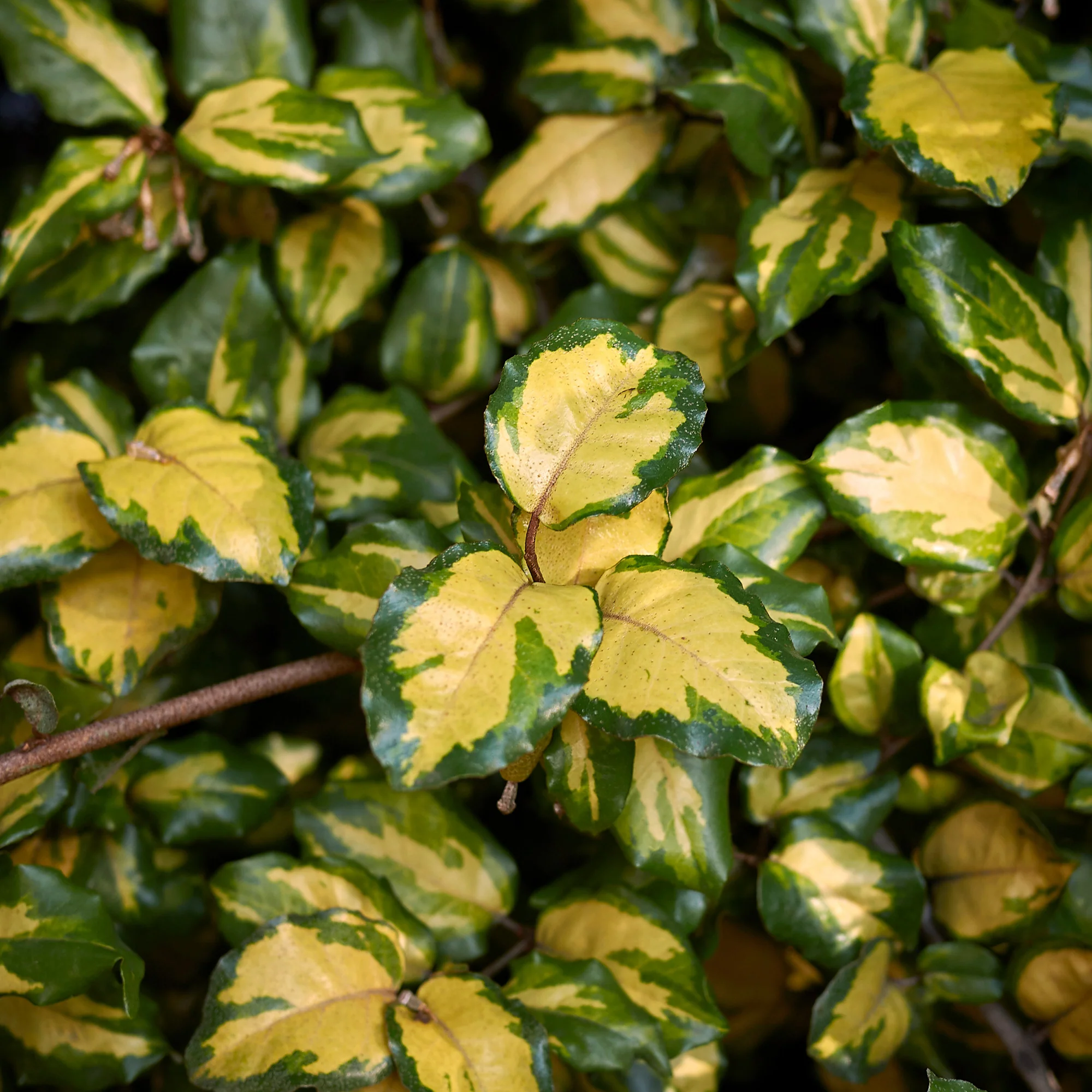 Eleagnus Pungens maculata - Image 3