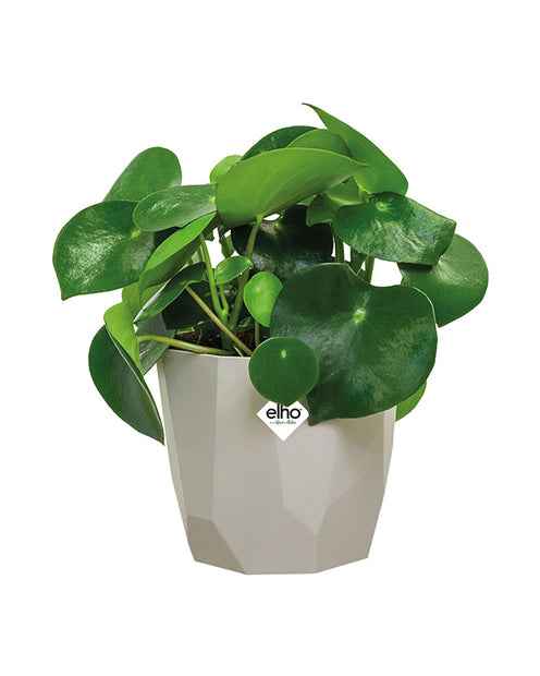 Elho Cache-pot B for rock gris - Image 3