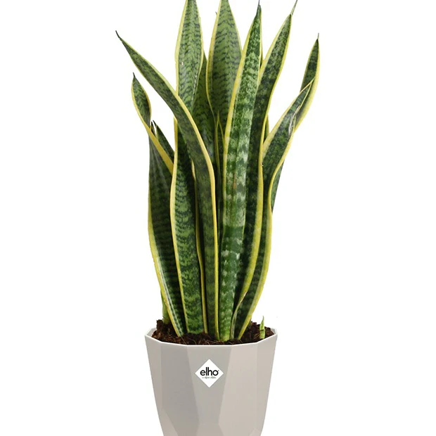 Elho Cache-pot B for rock gris - Image 6