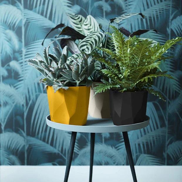Elho Cache-pot B for rock noir - Image 6