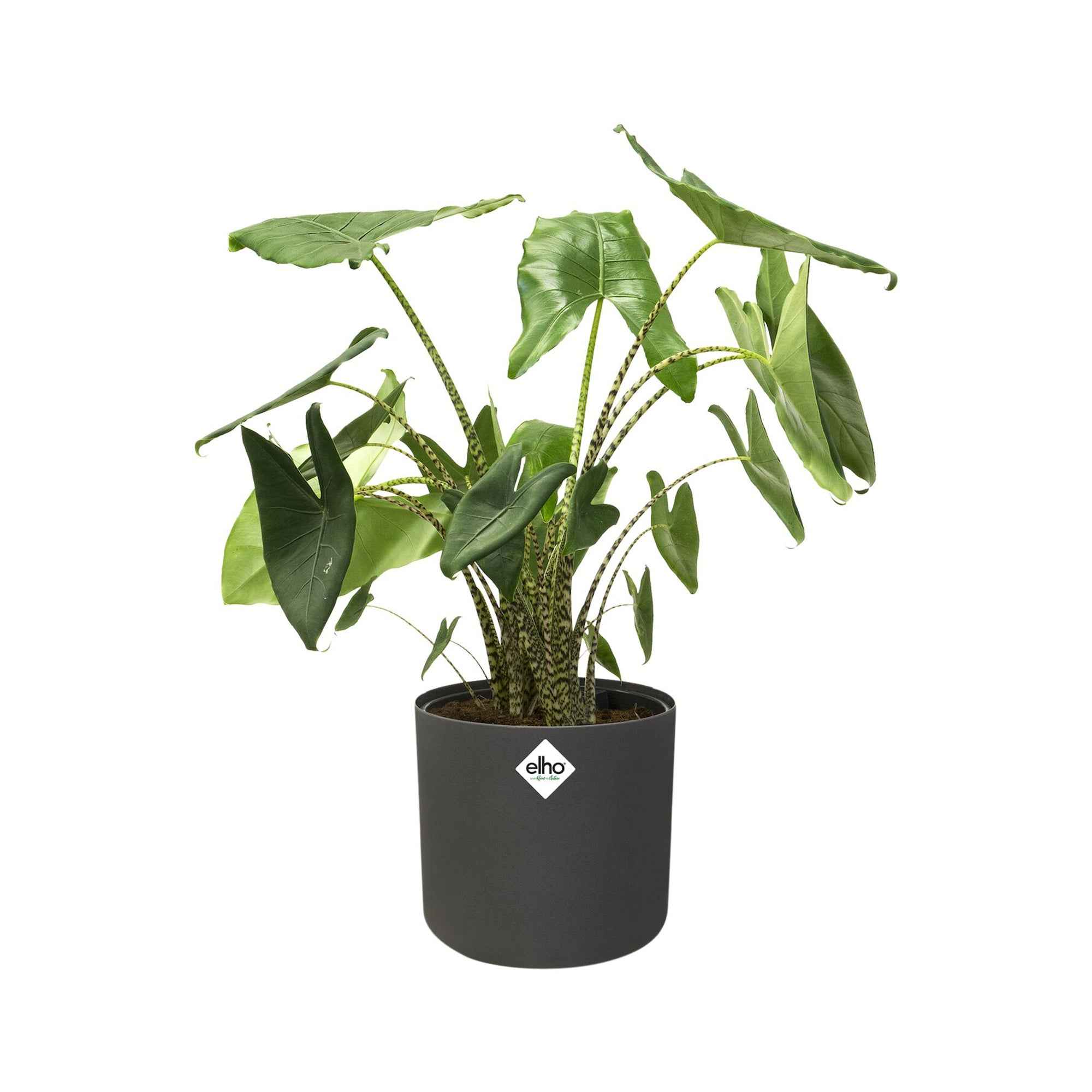 Elho Pot B.for soft rond anthracite - Image 3