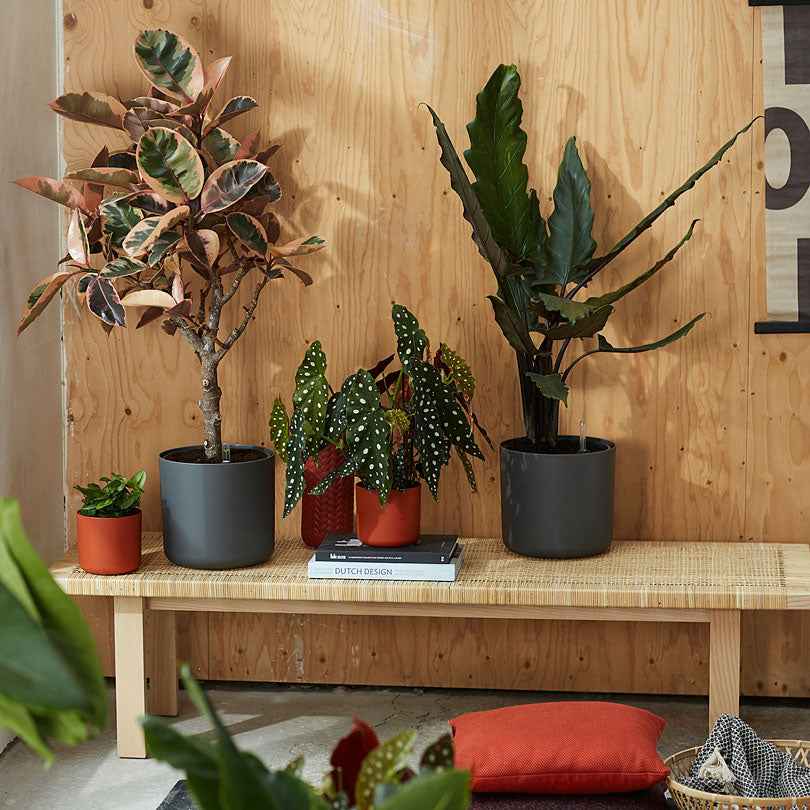 Elho Pot B.for soft rond anthracite - Image 5
