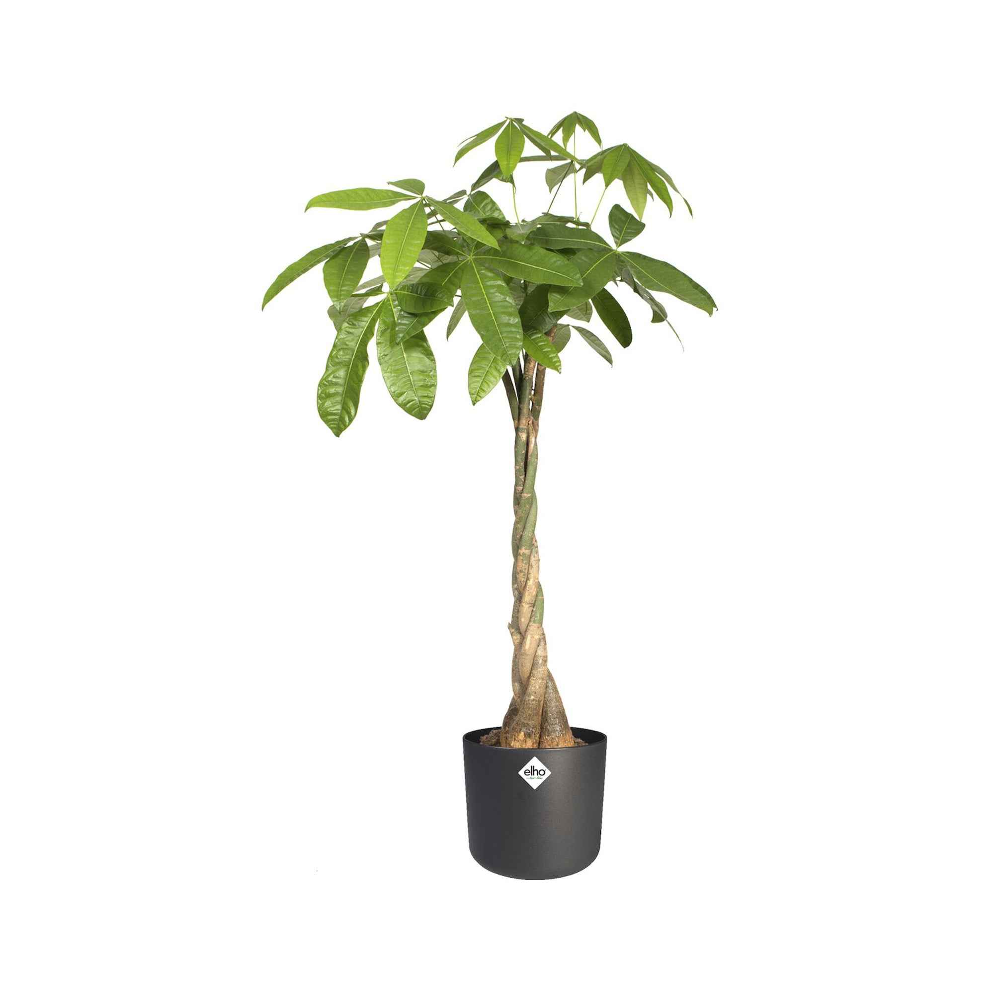 Elho Pot B.for soft rond anthracite - Image 6