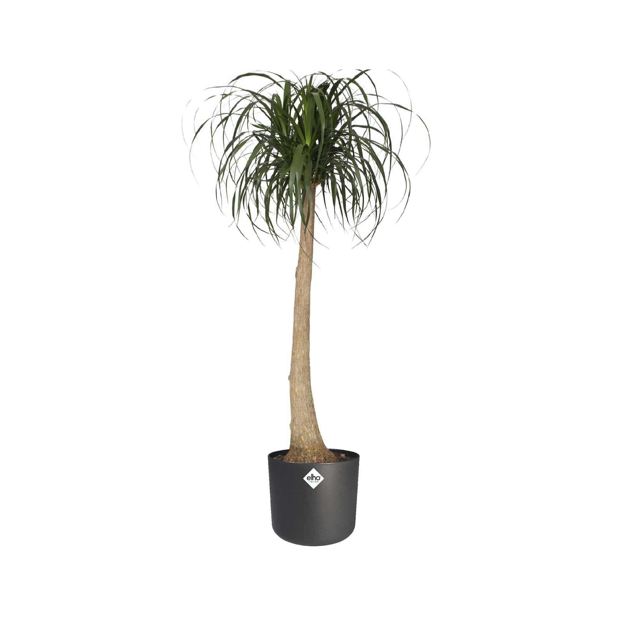 Elho Pot B.for soft rond anthracite - Image 8