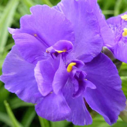 Ephémère de Virginie Zwanenburg Blue