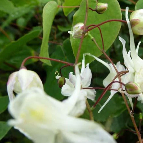 Epimedium à grandes fleurs