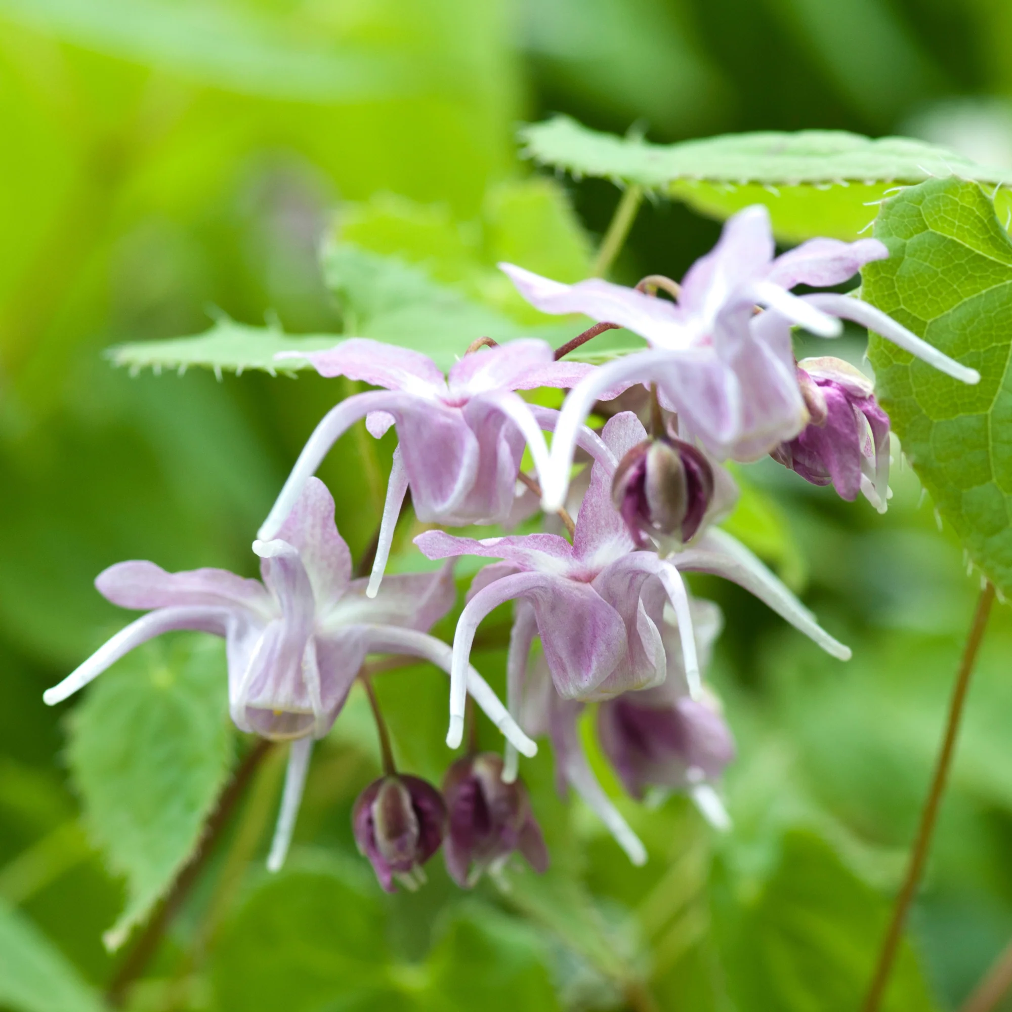 Epimedium à grandes fleurs - Image 2