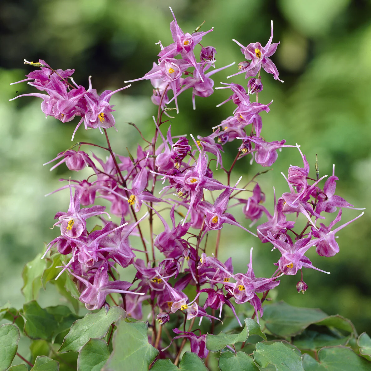 Epimedium à grandes fleurs Lilafee - Image 2