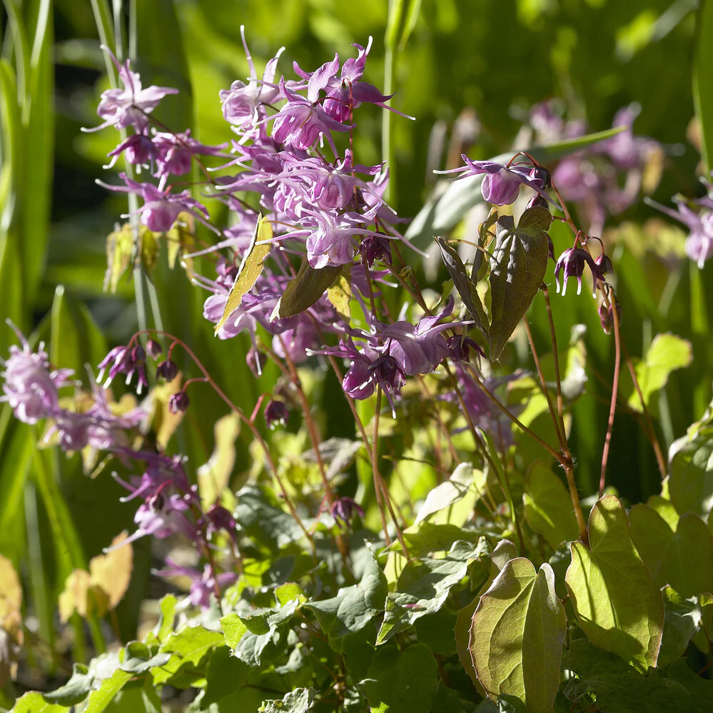 Epimedium à grandes fleurs Lilafee - Image 3
