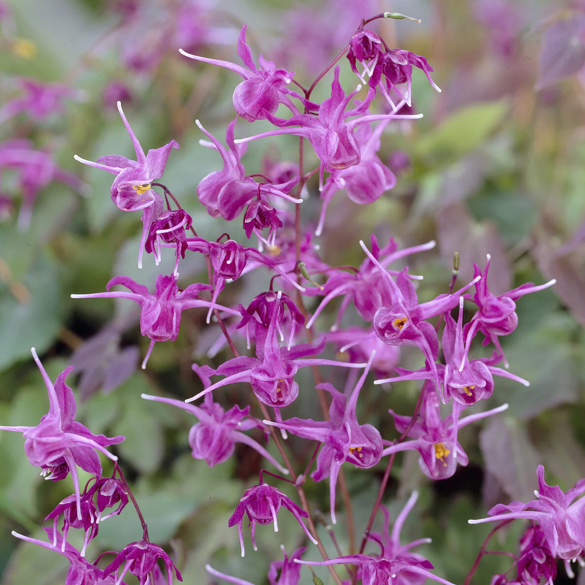 Epimedium à grandes fleurs Lilafee - Image 4