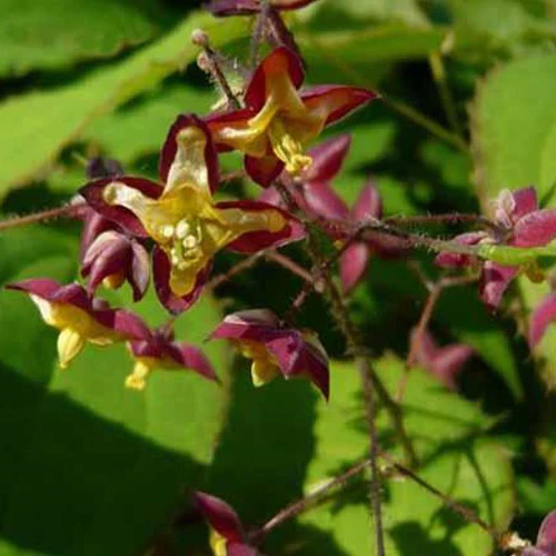 Epimedium des Alpes
