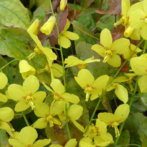 Epimedium Frohnleiten