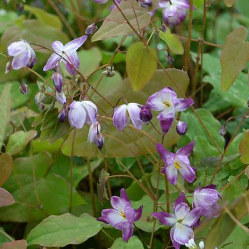 Fleur des elfes Merlin