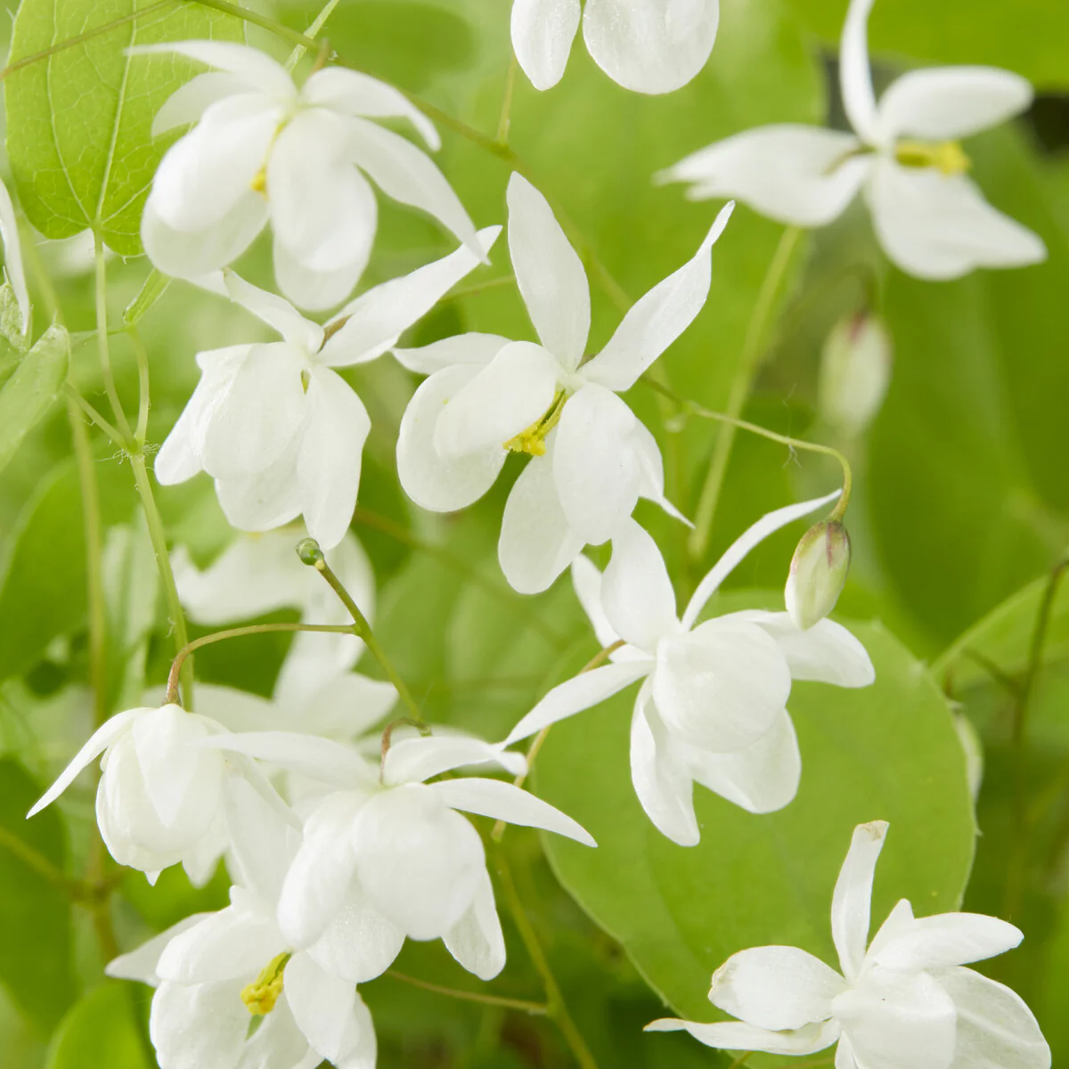 Epimedium Niveum - Image 2