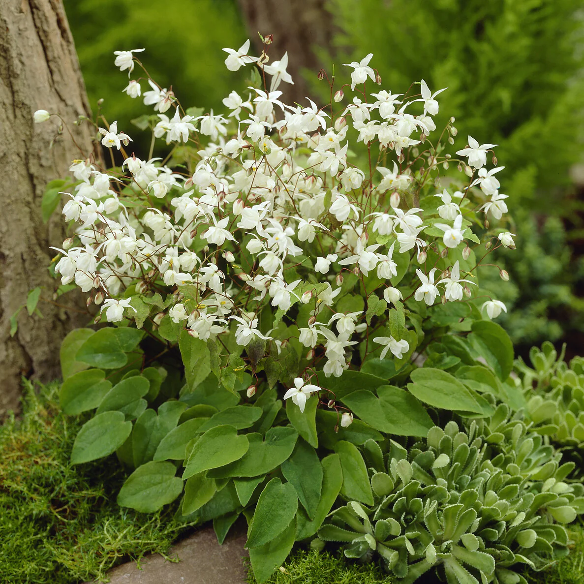 Epimedium Niveum - Image 3