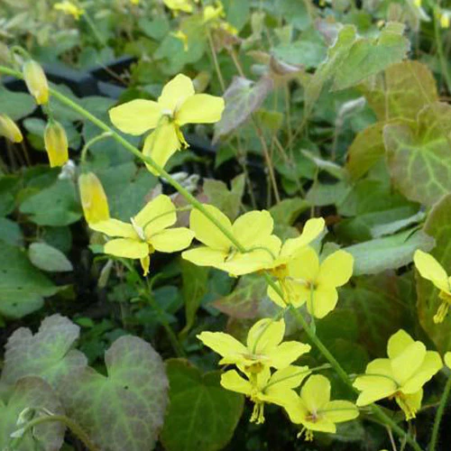 Epimedium perralderianum