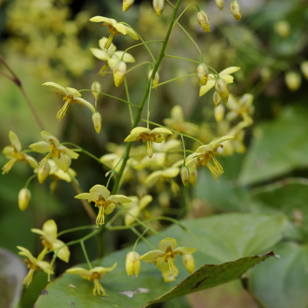 Fleur des elfes - Image 3