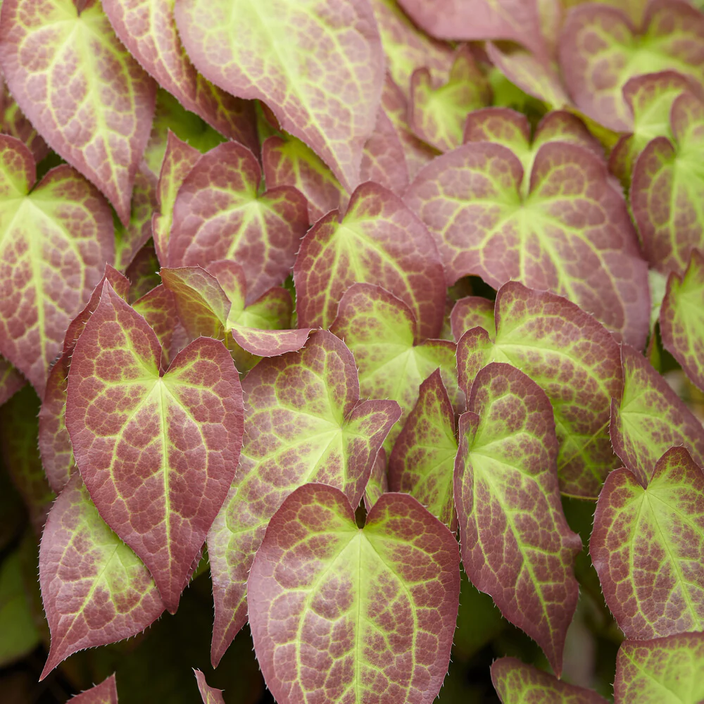 Epimedium rouge - Image 2