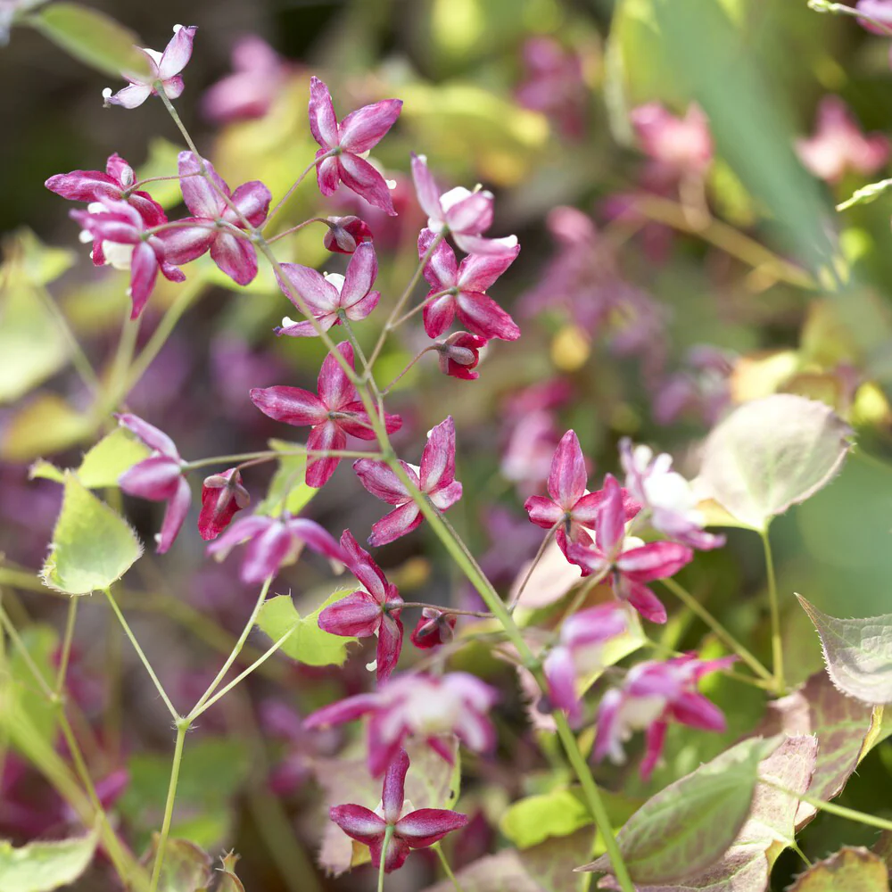 Epimedium rouge - Image 3