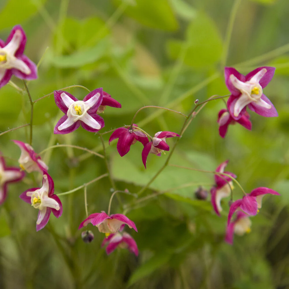 Epimedium rouge - Image 4