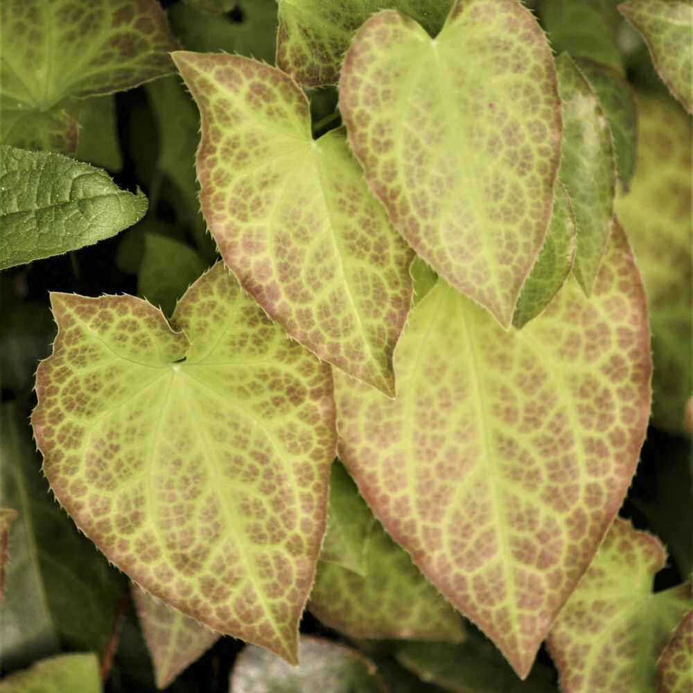 Epimedium rouge - Image 5