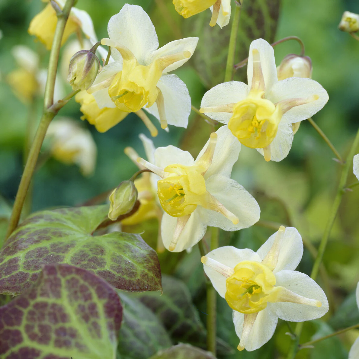 Epimedium Sulphureum - Image 4