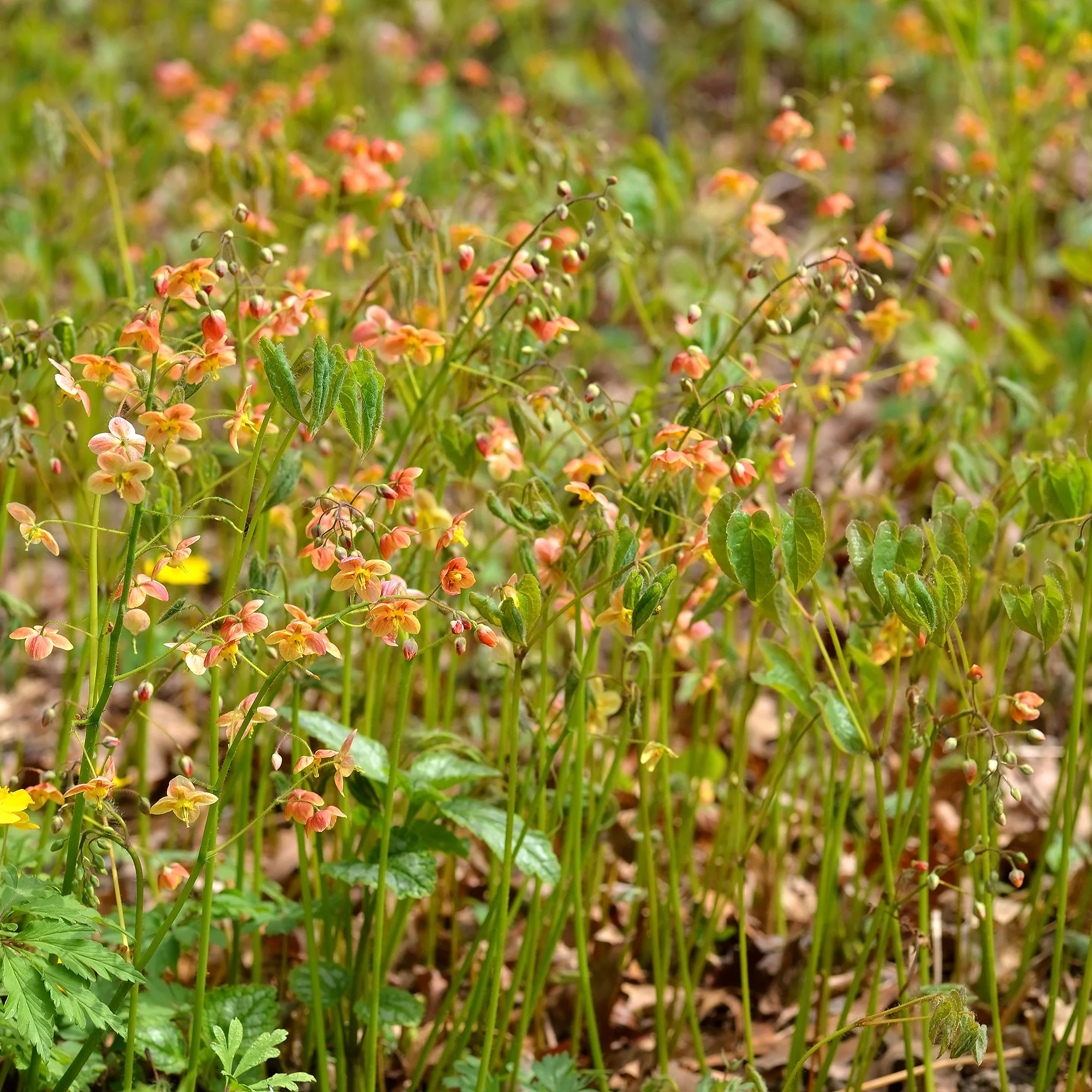 Epimedium warleyense - Image 3