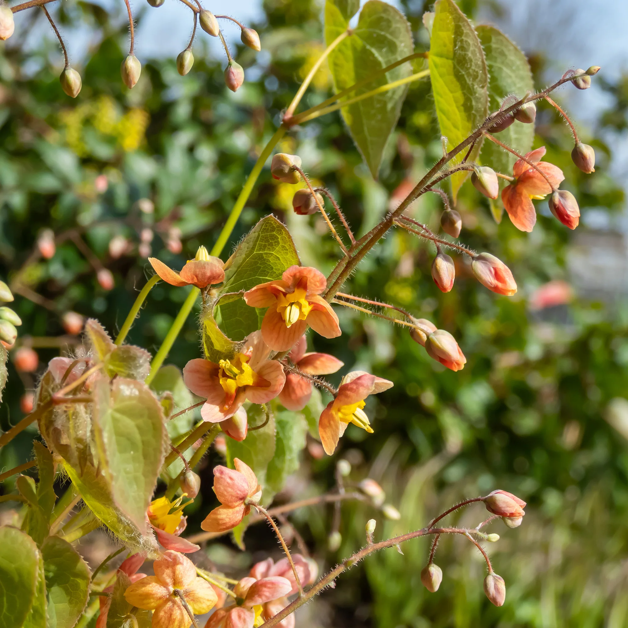 Epimedium warleyense - Image 4