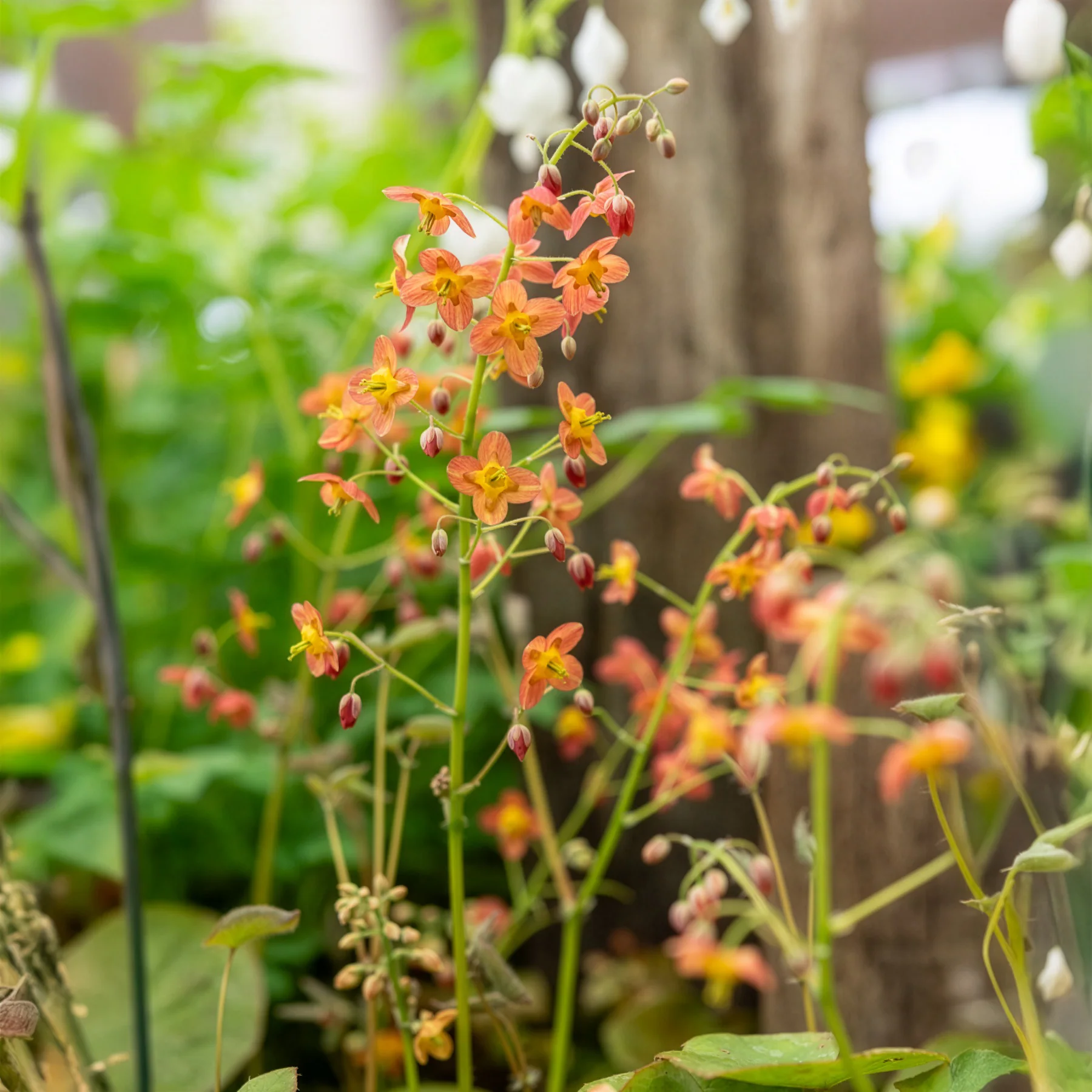 Epimedium warleyense - Image 5
