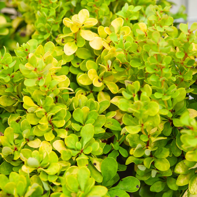 Épine-vinette de Thunberg Golden Rocket - Image 2