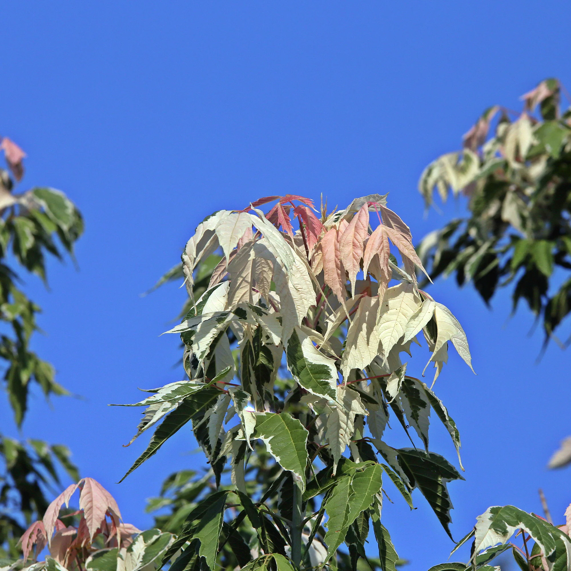 Erable à feuilles de frêne - Image 3