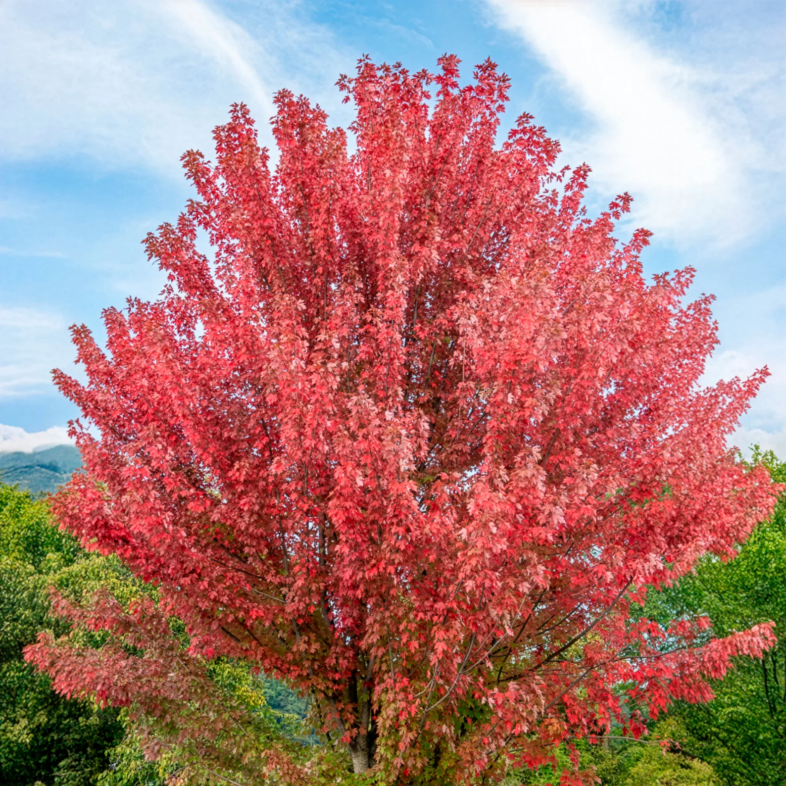 Erable de Freeman Autumn Blaze