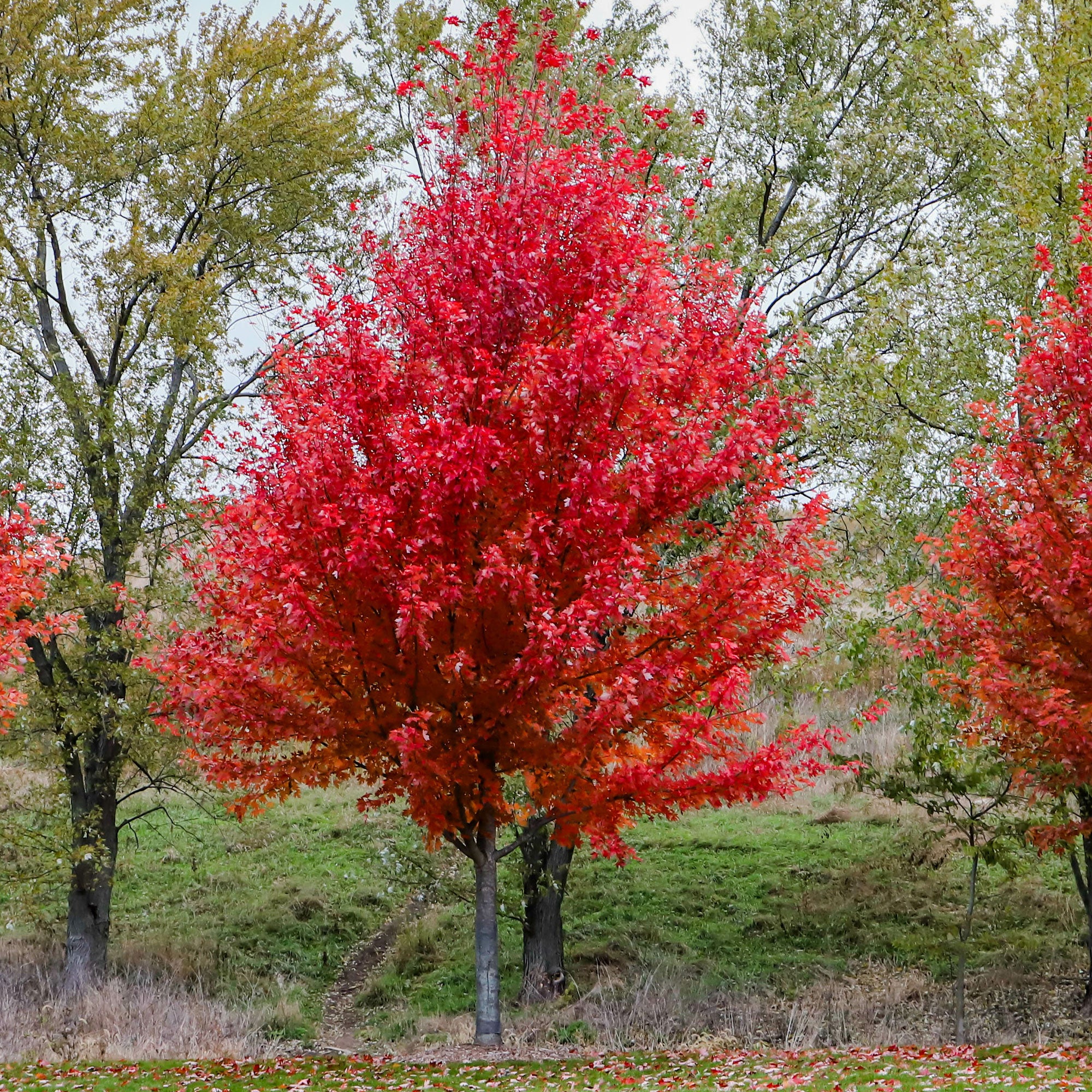 Erable de Freeman Autumn Blaze - Image 2