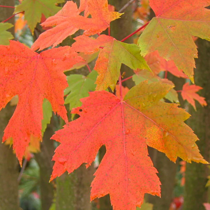 Erable de Freeman Autumn Blaze - Image 3