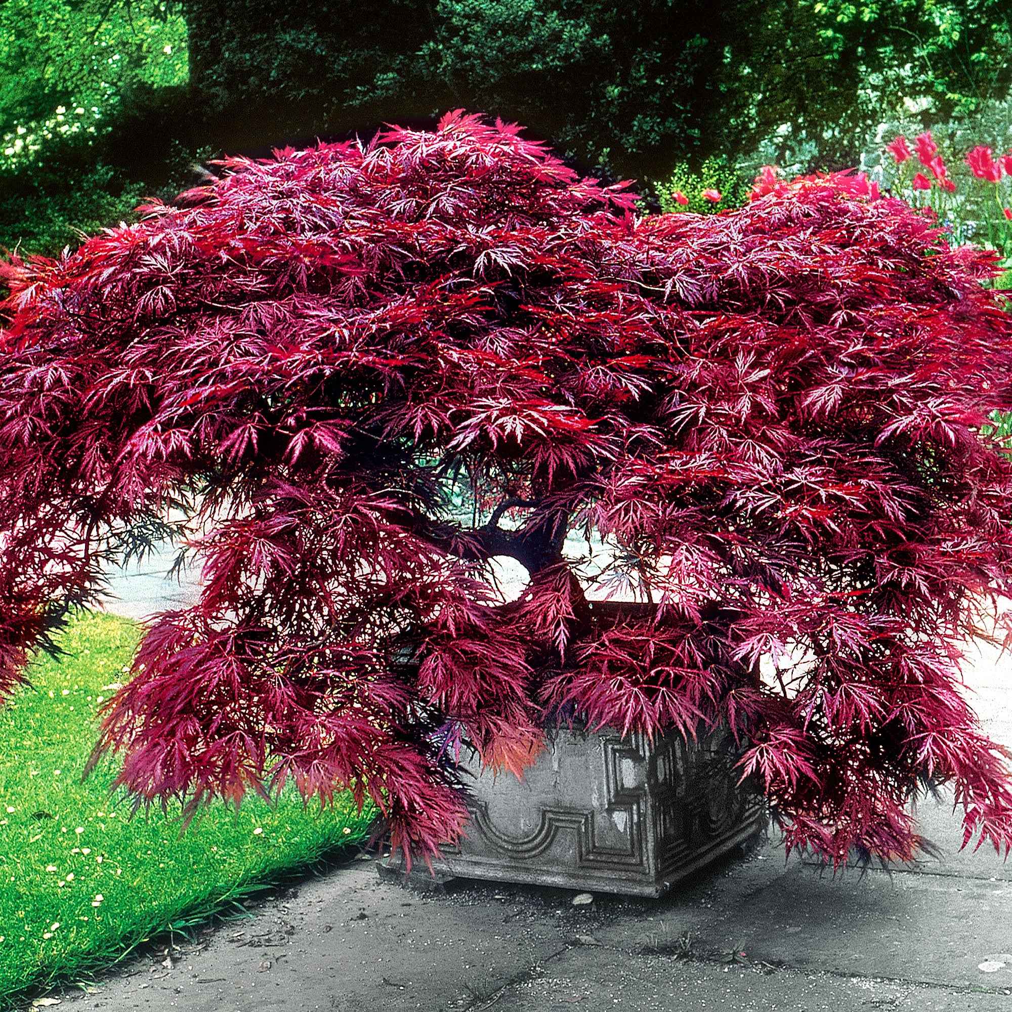 Érable du Japon 'Dissectum Garnet' - Image 4