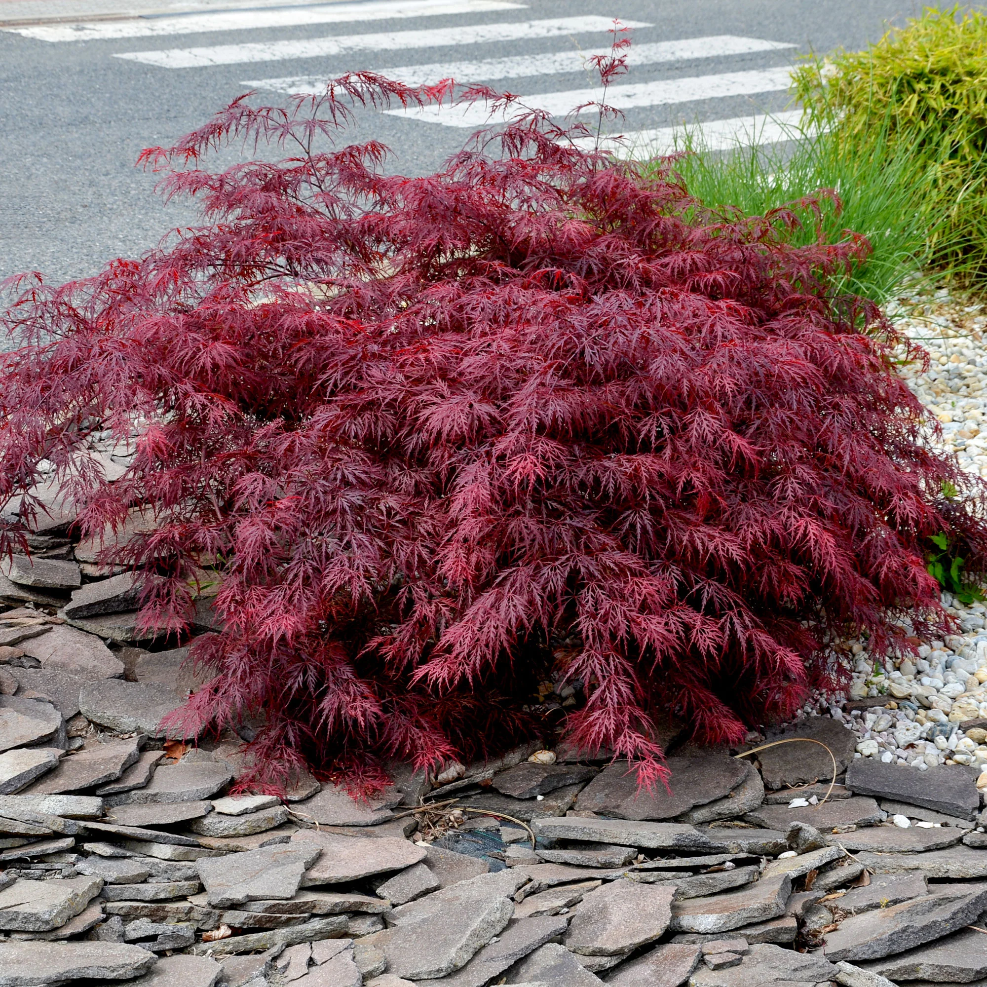 Érable du Japon 'Dissectum Garnet' - Image 5