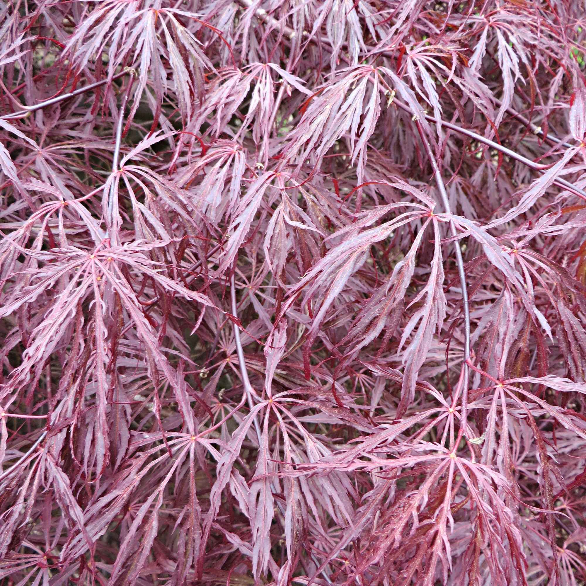 Érable du Japon 'Dissectum Garnet' - Image 6