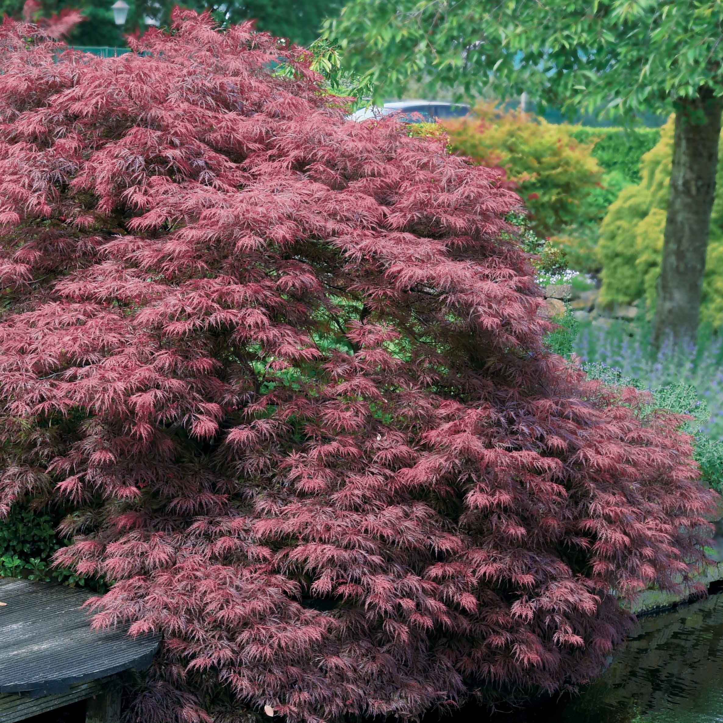 Érable du Japon 'Dissectum Garnet' - Image 7